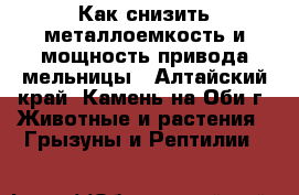 Как снизить металлоемкость и мощность привода мельницы - Алтайский край, Камень-на-Оби г. Животные и растения » Грызуны и Рептилии   